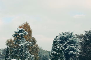 漠河积雪深度19厘米，冬季的童话世界